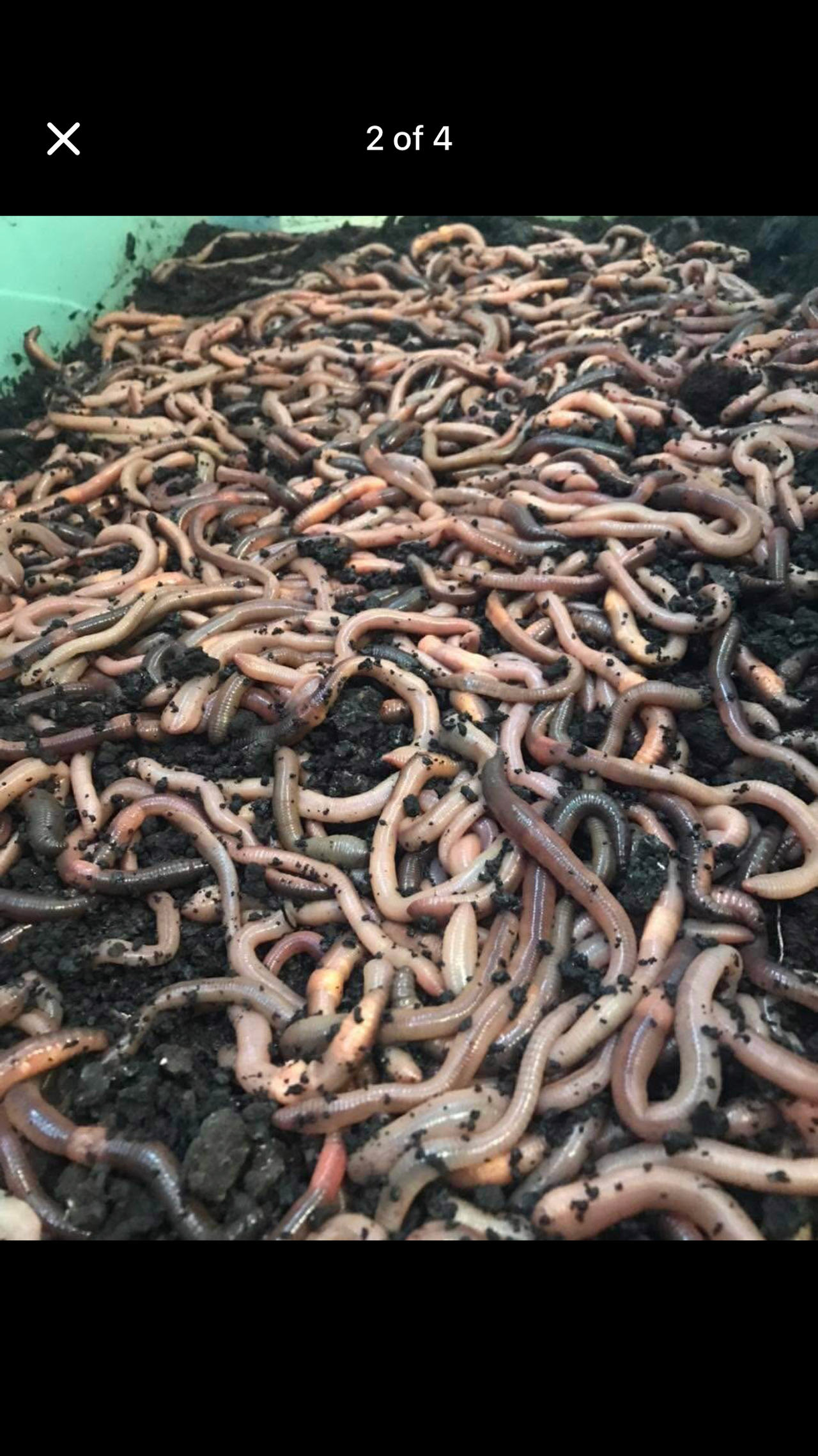 100 Canadian night crawlers 