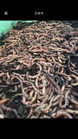100 Canadian night crawlers  - Image 1