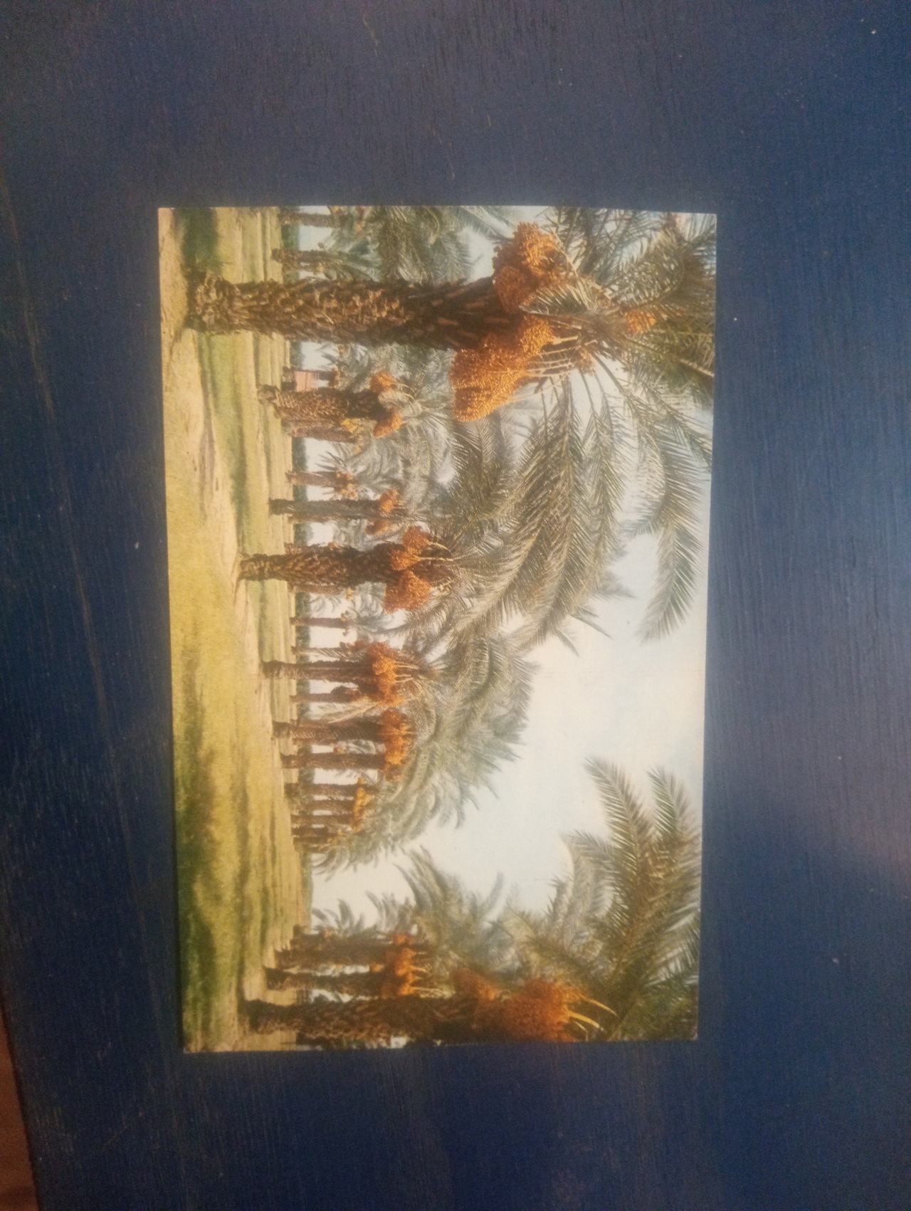Vintage Petley Studios Bob Petley Postcard - Dates Ready for Harvesting