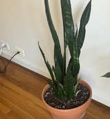 Snake Plant in Terra Cotta Pot - Image 4
