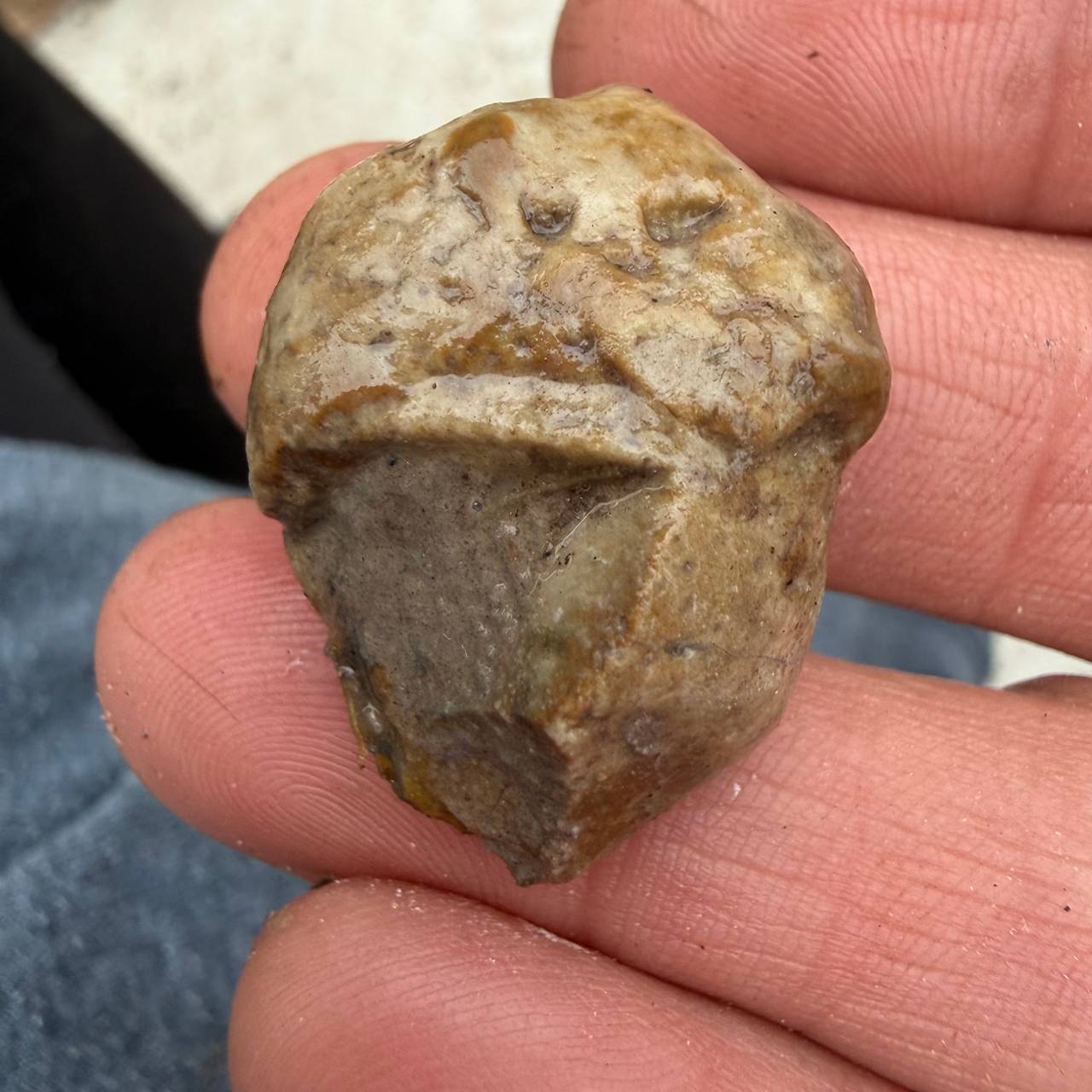 Petrified Acorn Fossil Stone