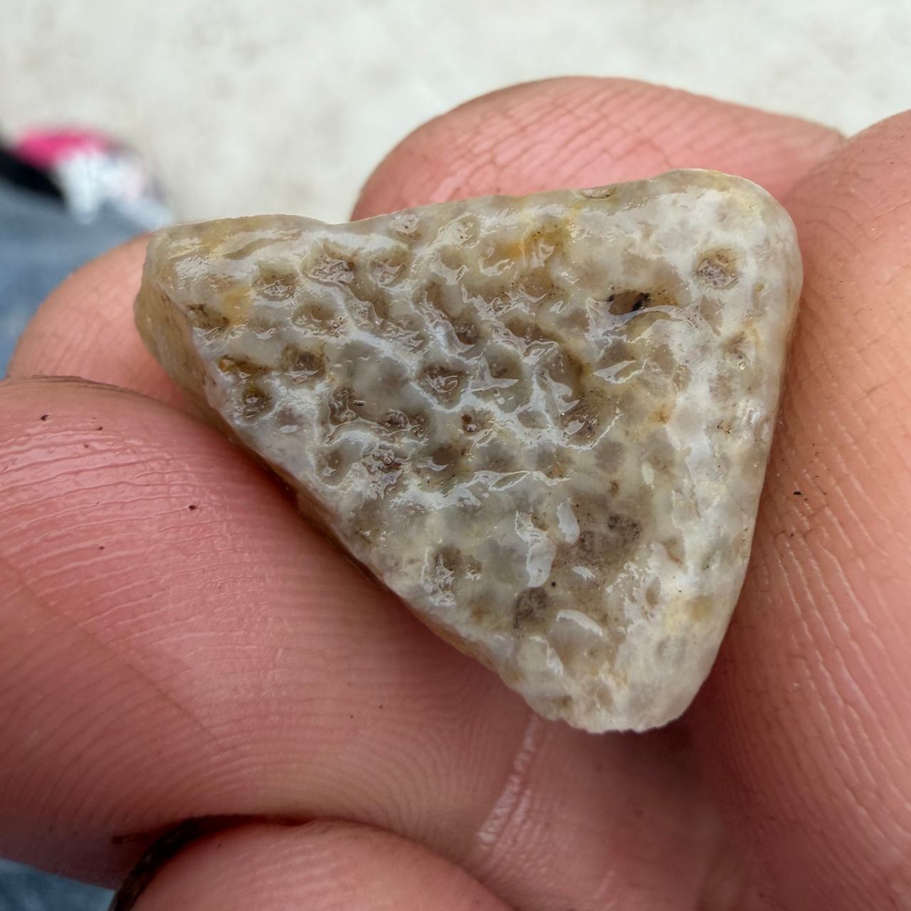 Petoskey Stone Fossilized Coral