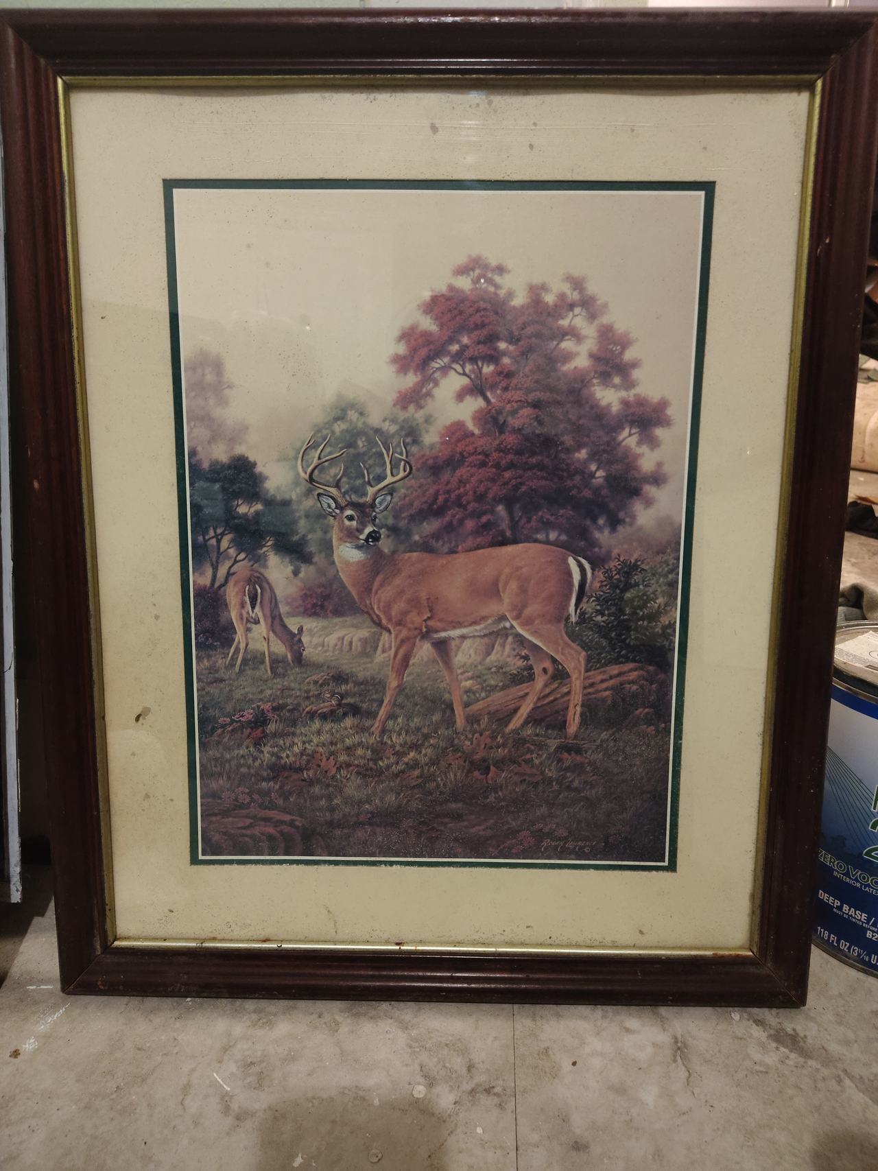 Framed Whitetail Deer Wildlife Print