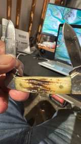 Case XX Stag Handle Pocket Knife - Image 3
