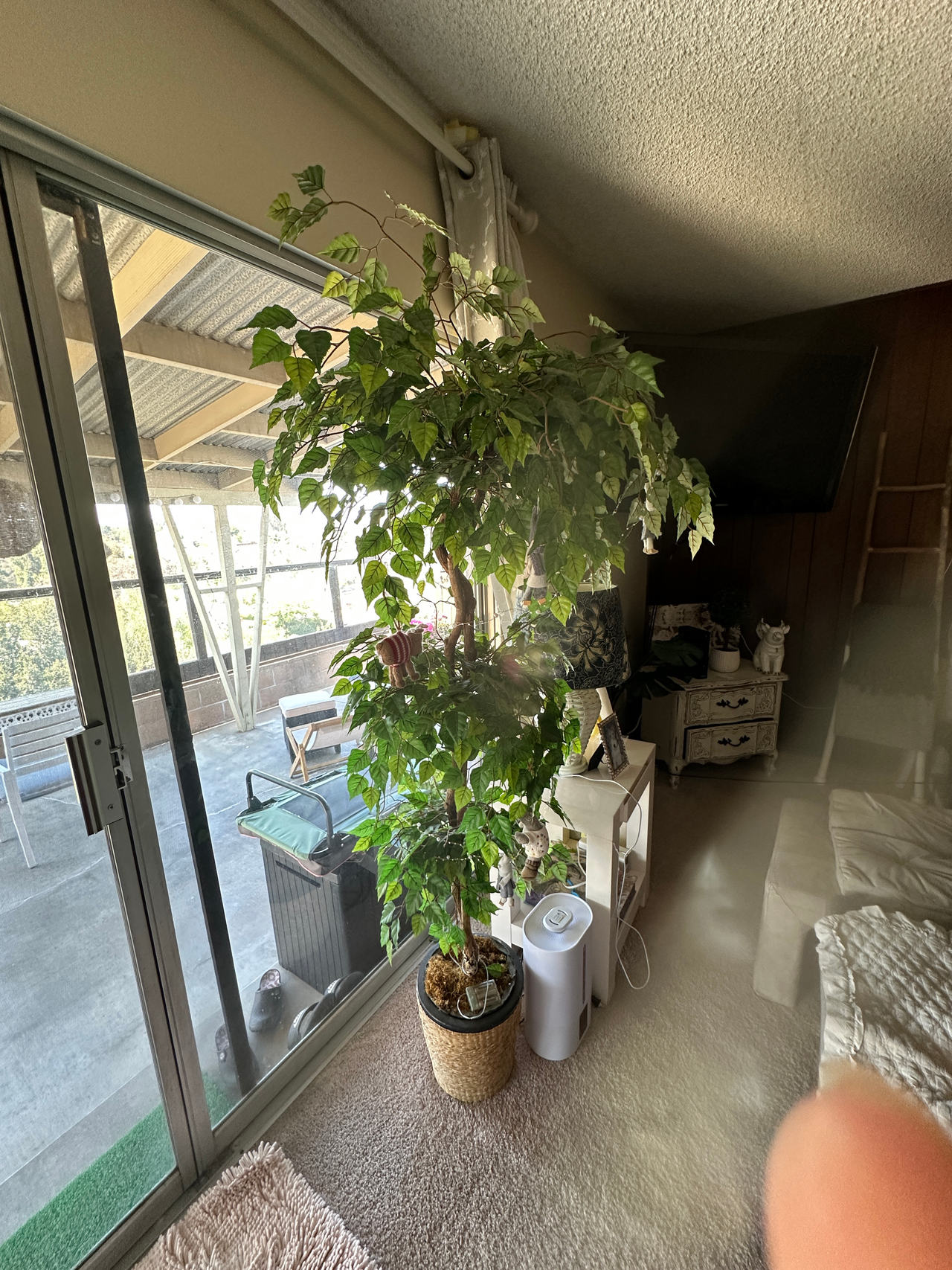 Ficus Tree (Weeping Fig)