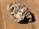 Stromatolite Fossil Specimen - Image 6