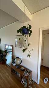 Pothos - Large and healthy pothos. Pot not included. - Image 4