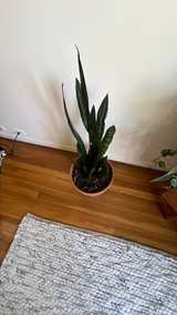 Snake Plant in Terra Cotta Pot - Image 2