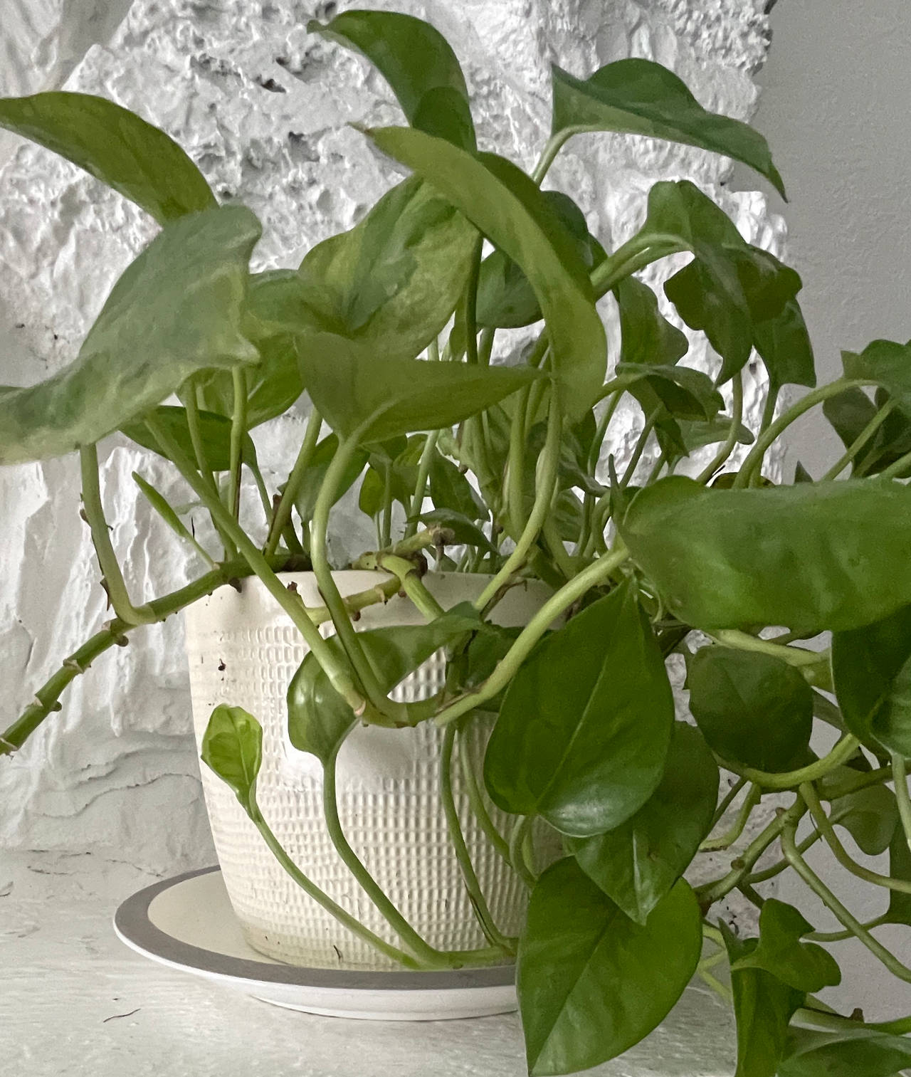 Golden Pothos Houseplant in Textured White Pot