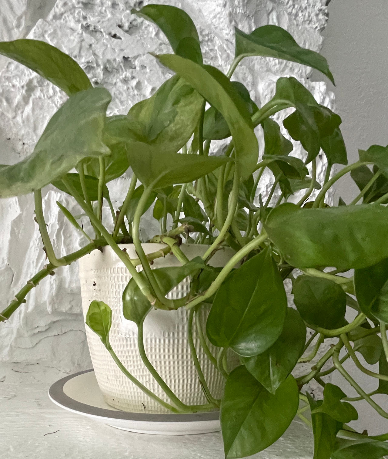 Golden Pothos Houseplant in Textured White Pot