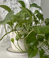 Golden Pothos Houseplant in Textured White Pot - Image 1