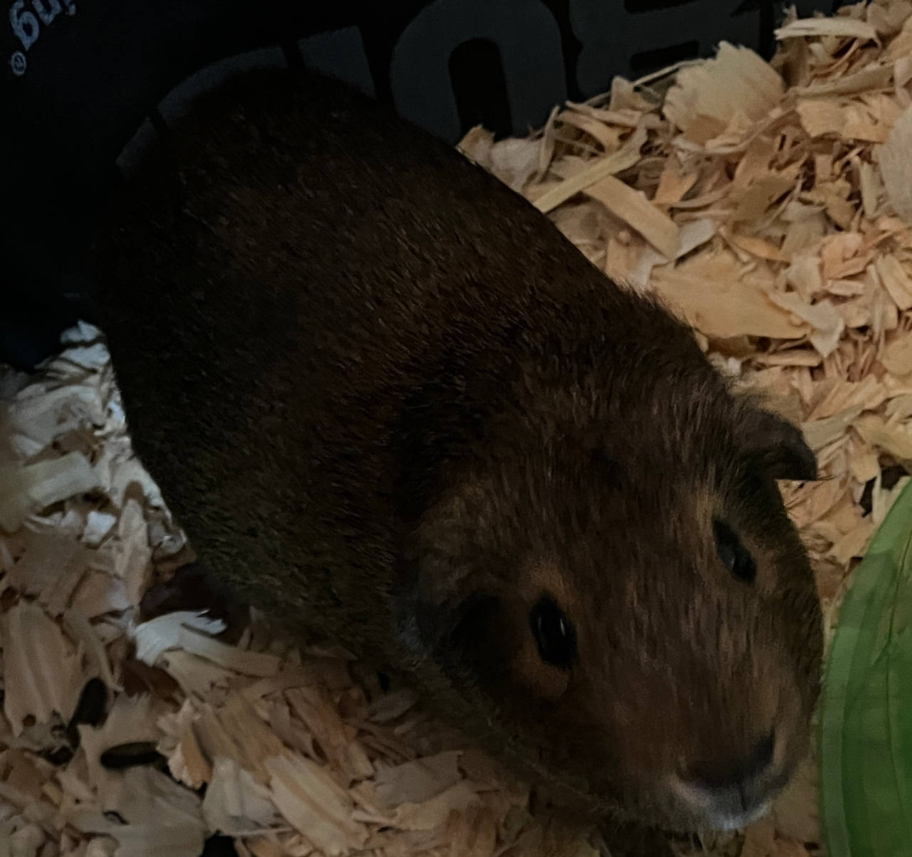 Guinea Pig