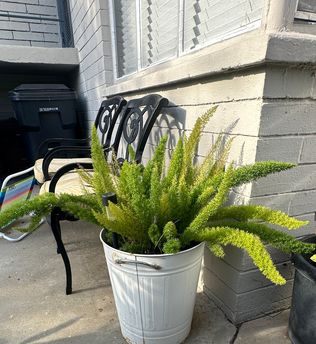 Foxtail Fern (Asparagus densiflorus 'Myersii') in White Metal Bucket Planter