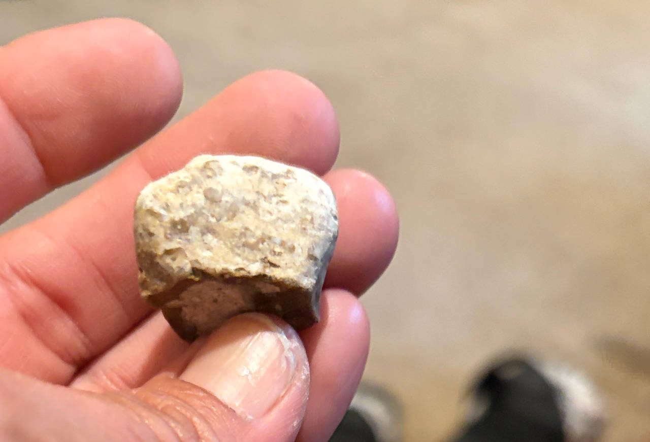 Fossilized Coral Specimen