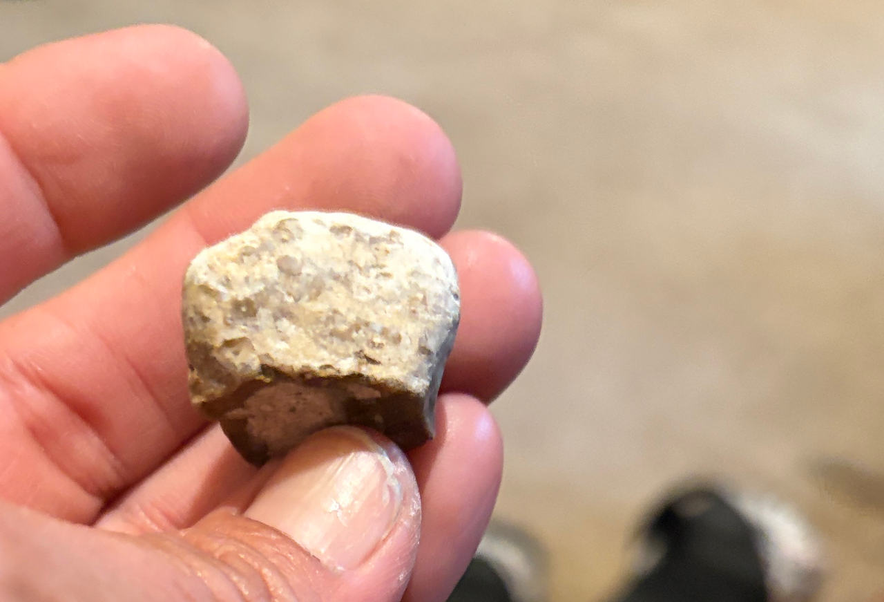 Fossilized Coral Specimen