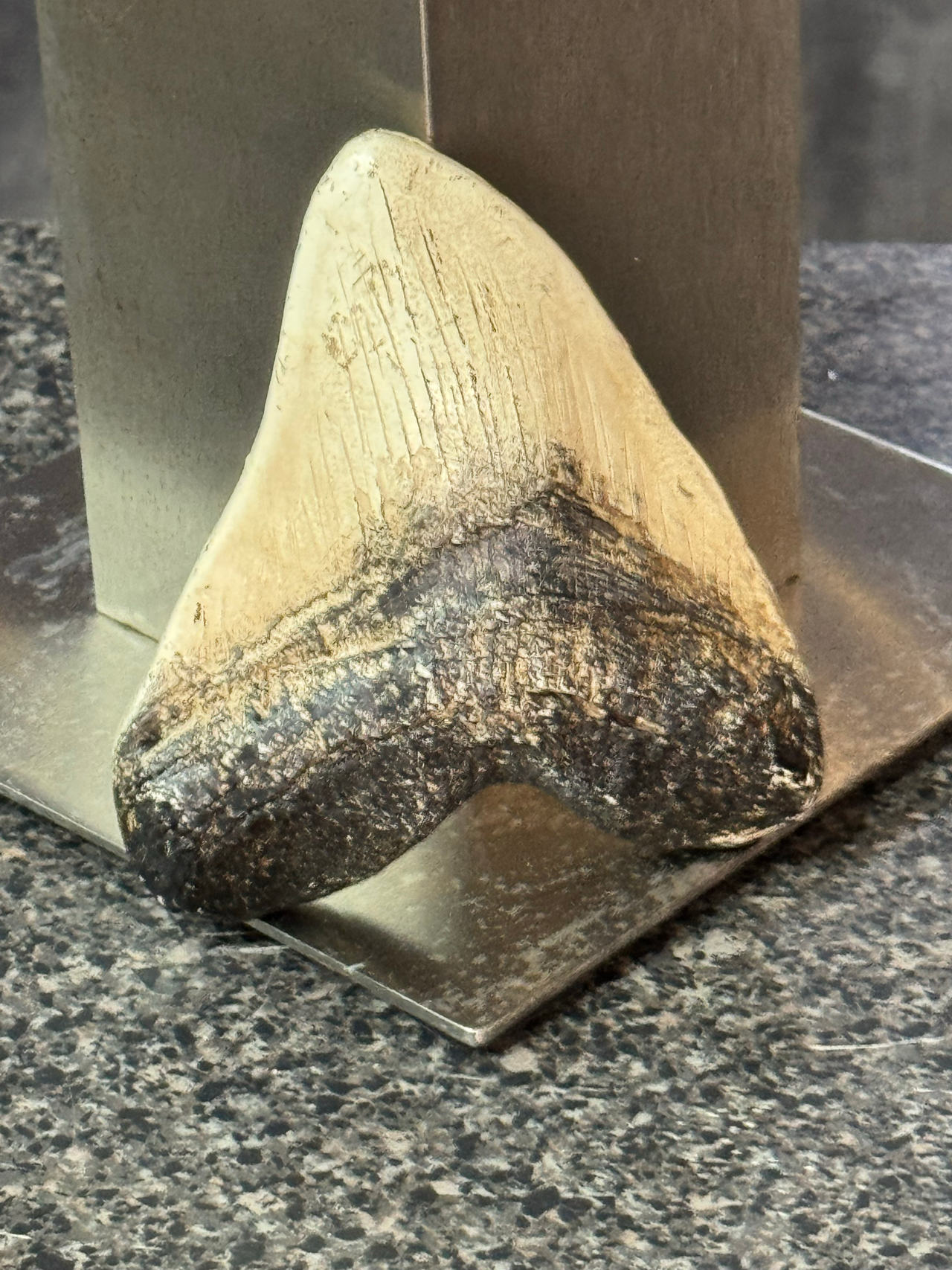 Megalodon Shark Tooth Fossil