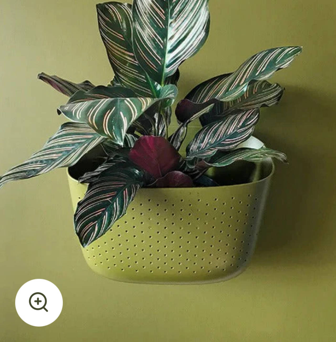Wally Eco Living Wall Planter - Olive
