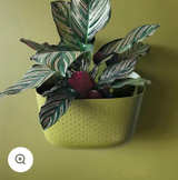 Wally Eco Living Wall Planter - Olive - Image 1