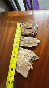 Petrified Wood Fossil Display Piece - Image 7