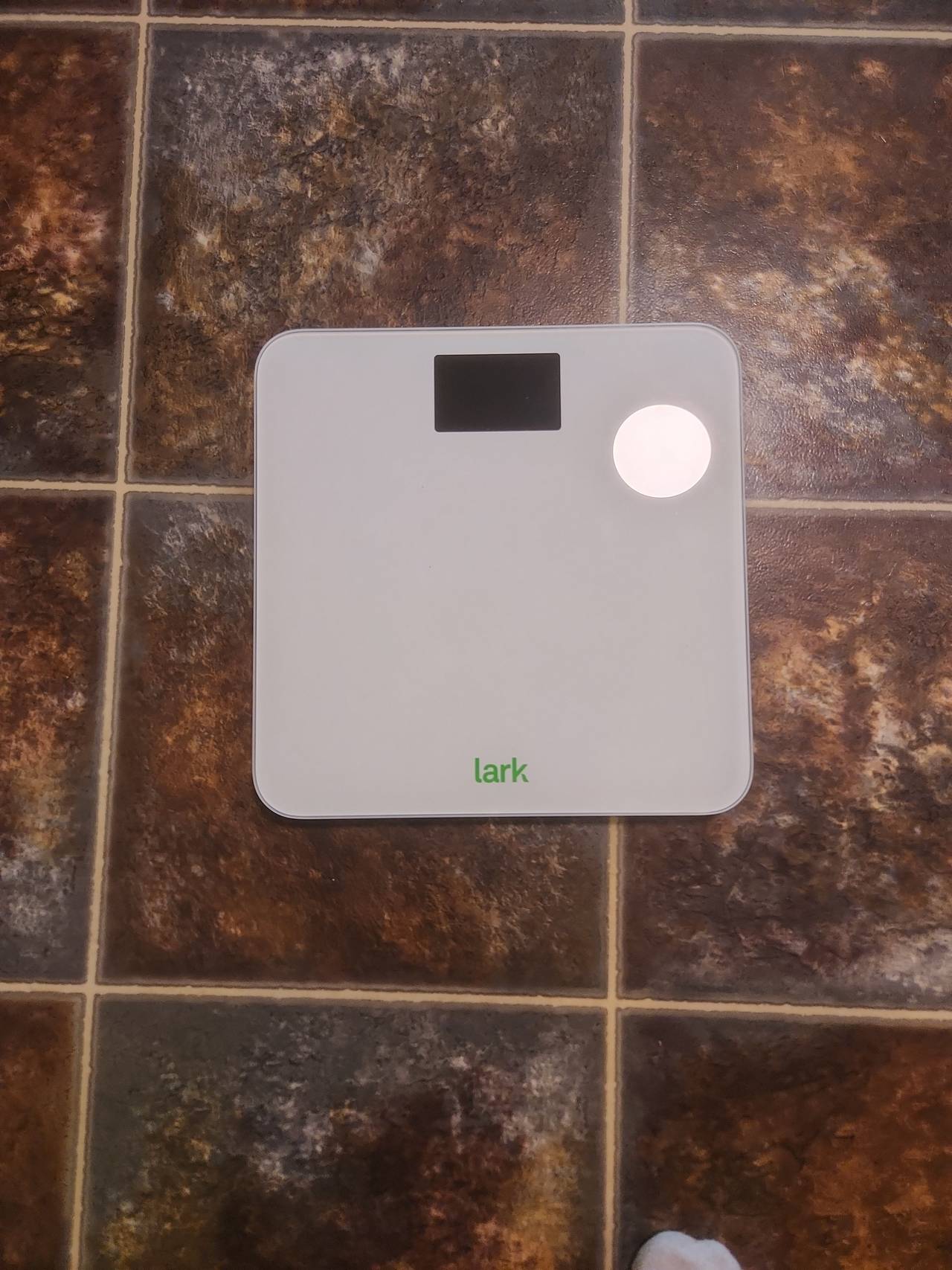 Lark Smart Scale