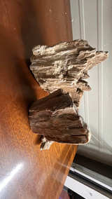 Petrified Wood Fossil Display Piece - Image 2