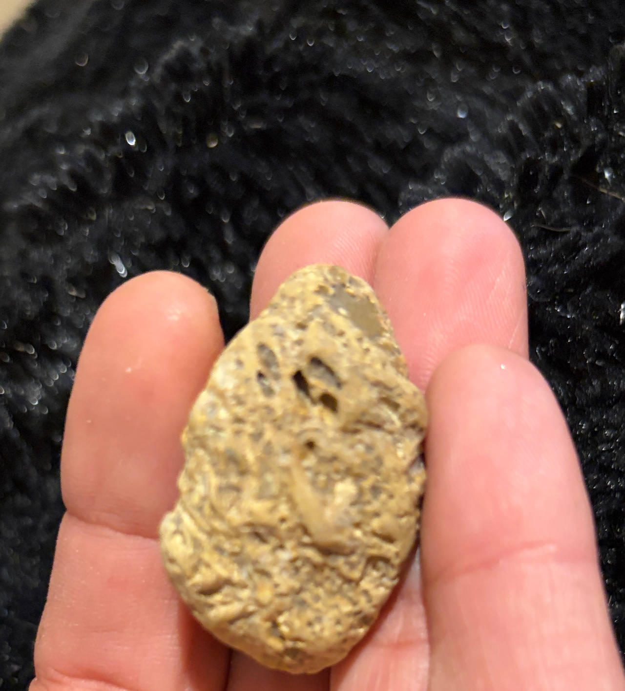 Fossiliferous Sedimentary Rock Specimen