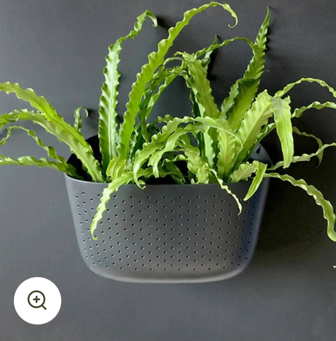 Wallygro Eco Living Wall Planter - Charcoal
