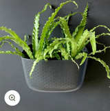 Wallygro Eco Living Wall Planter - Charcoal - Image 1