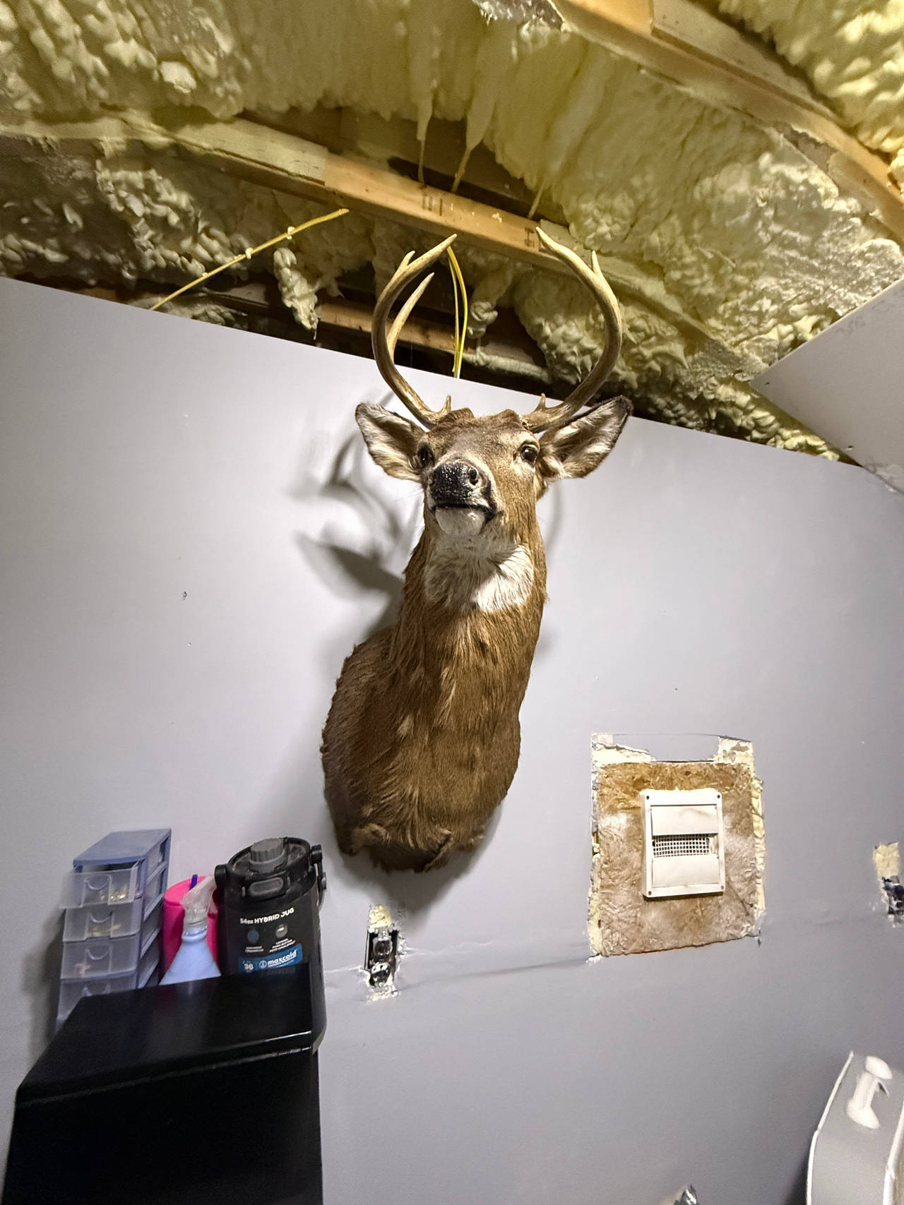 Whitetail Deer Shoulder Mount