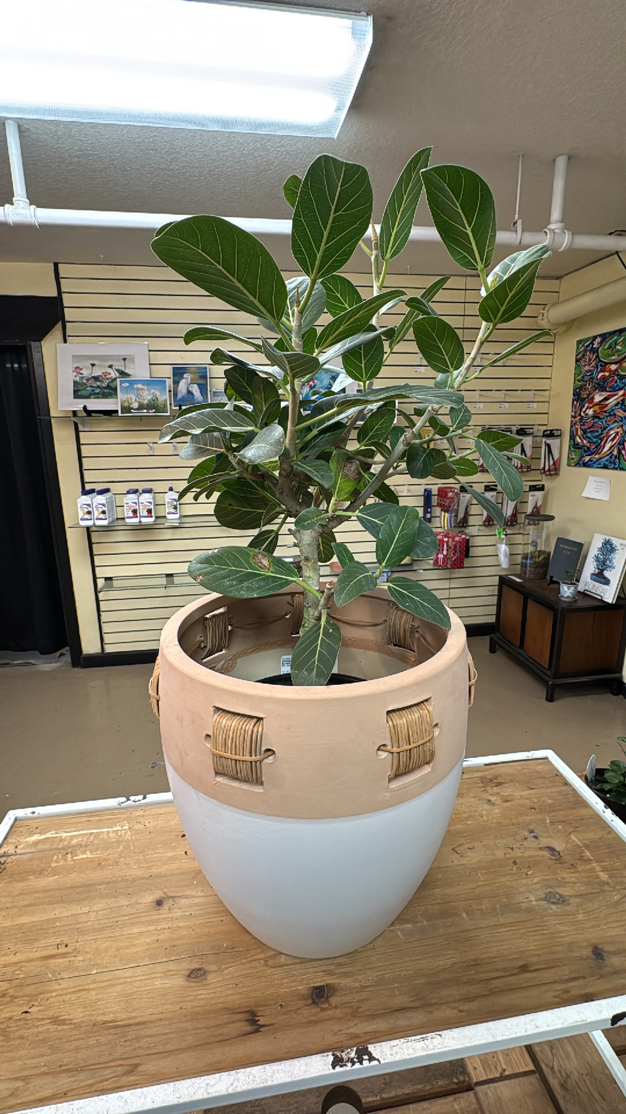 Fiddle Leaf Fig