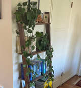 Studio Wall Bookshelf - Walnut - Image 1