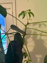 5ft Schefflera Amate Umbrella Tree - Image 3