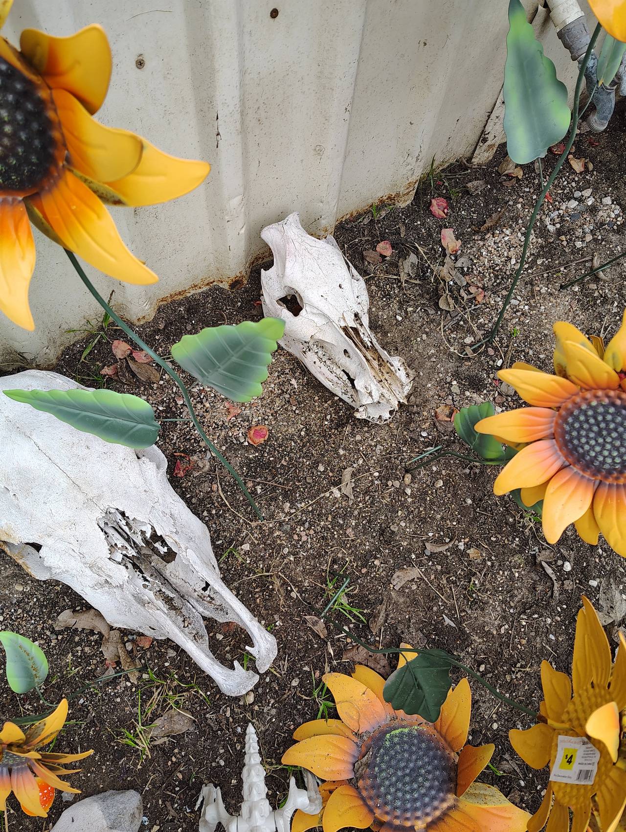 Weathered Cow Skull
