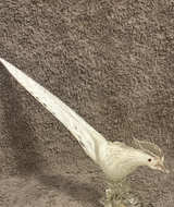 Murano Latticino Art Glass Pheasant Bird - Image 1