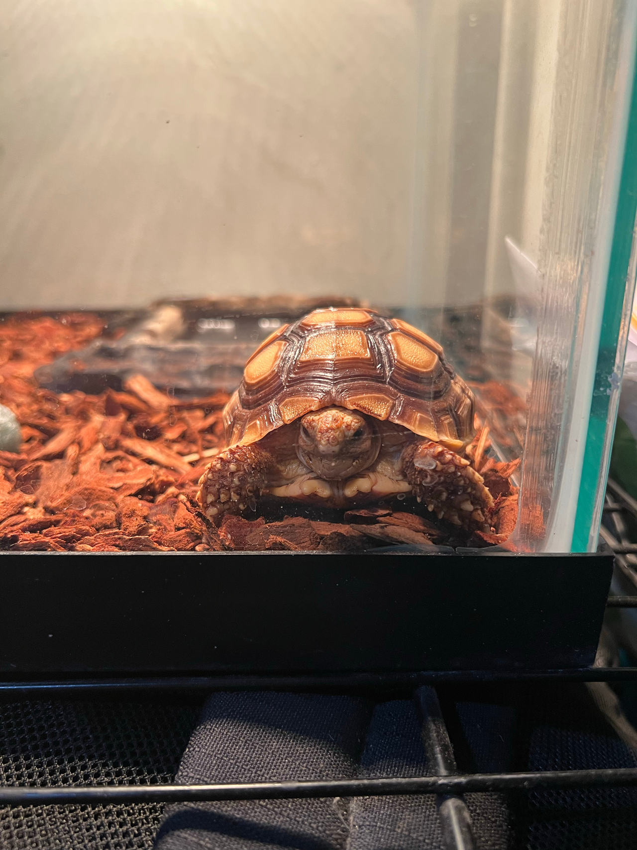 “Toy” Tortoise