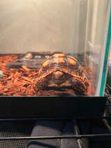 “Toy” Tortoise - Image 1