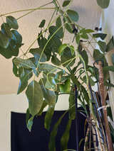 5ft Schefflera Amate Umbrella Tree - Image 1