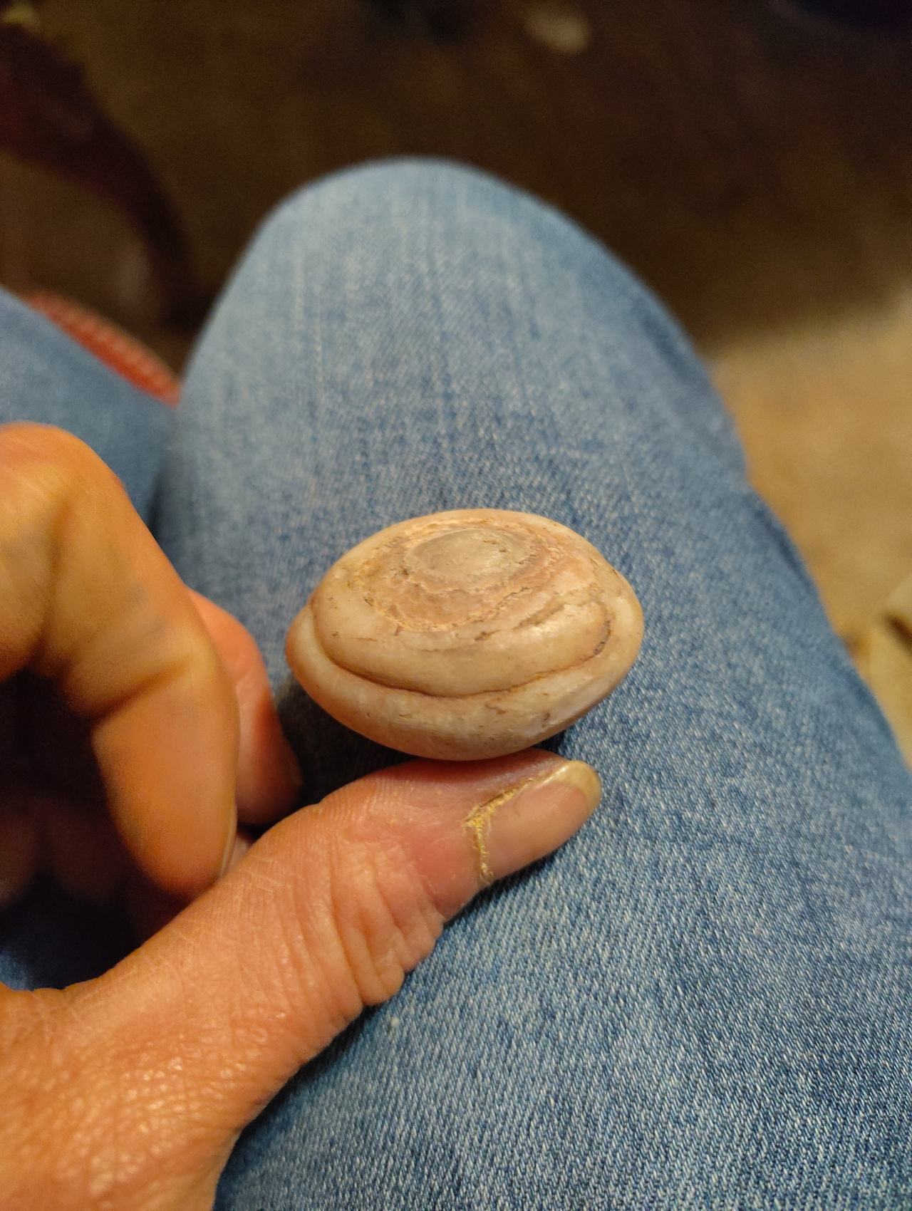 Fossilized Shell Stone