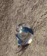 Hand Blown Glass Whale Figurine - Image 1