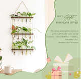 Mkono Plant Propagation Tubes, 3 Tiered Wall ( 5 Tubes Missing ) - Image 3