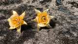 Vintage Gold Tone Rose Earrings - Image 1