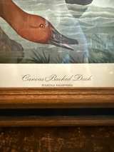 John James Audubon Canvas Backed Duck Framed Print - Image 3