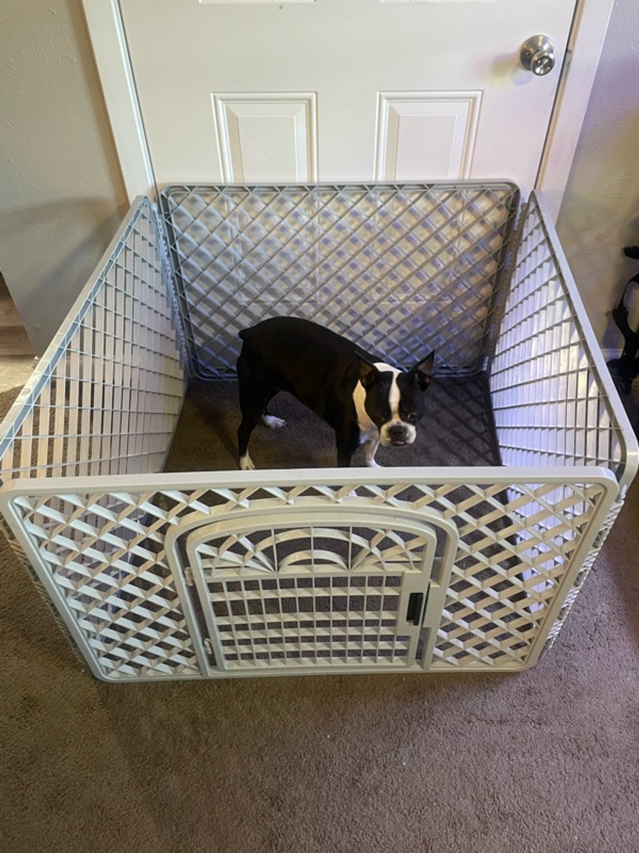 North States MyPet Petyard Passage 6-Panel Dog Playpen with Door