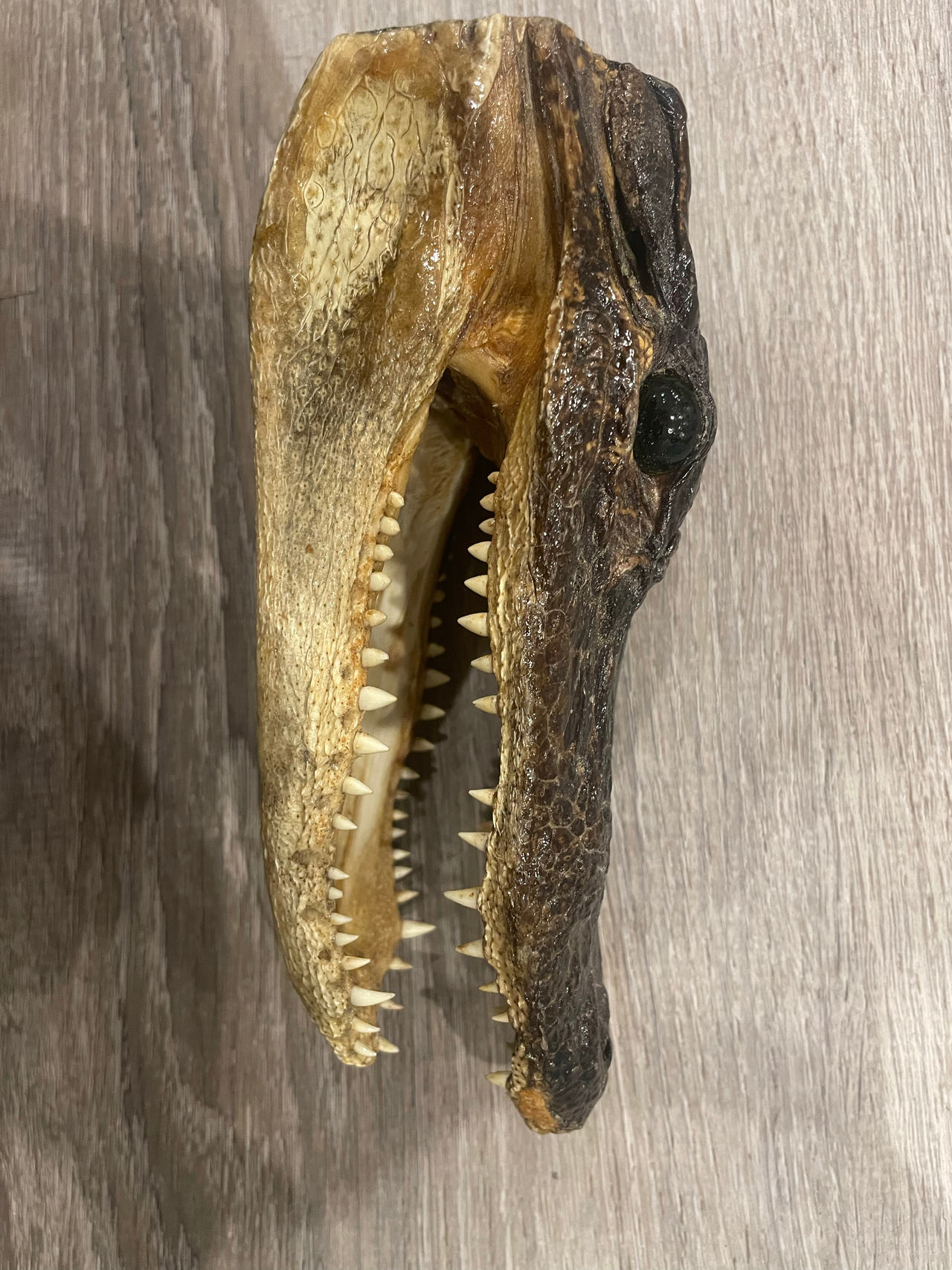 Real Alligator Head Taxidermy Specimen