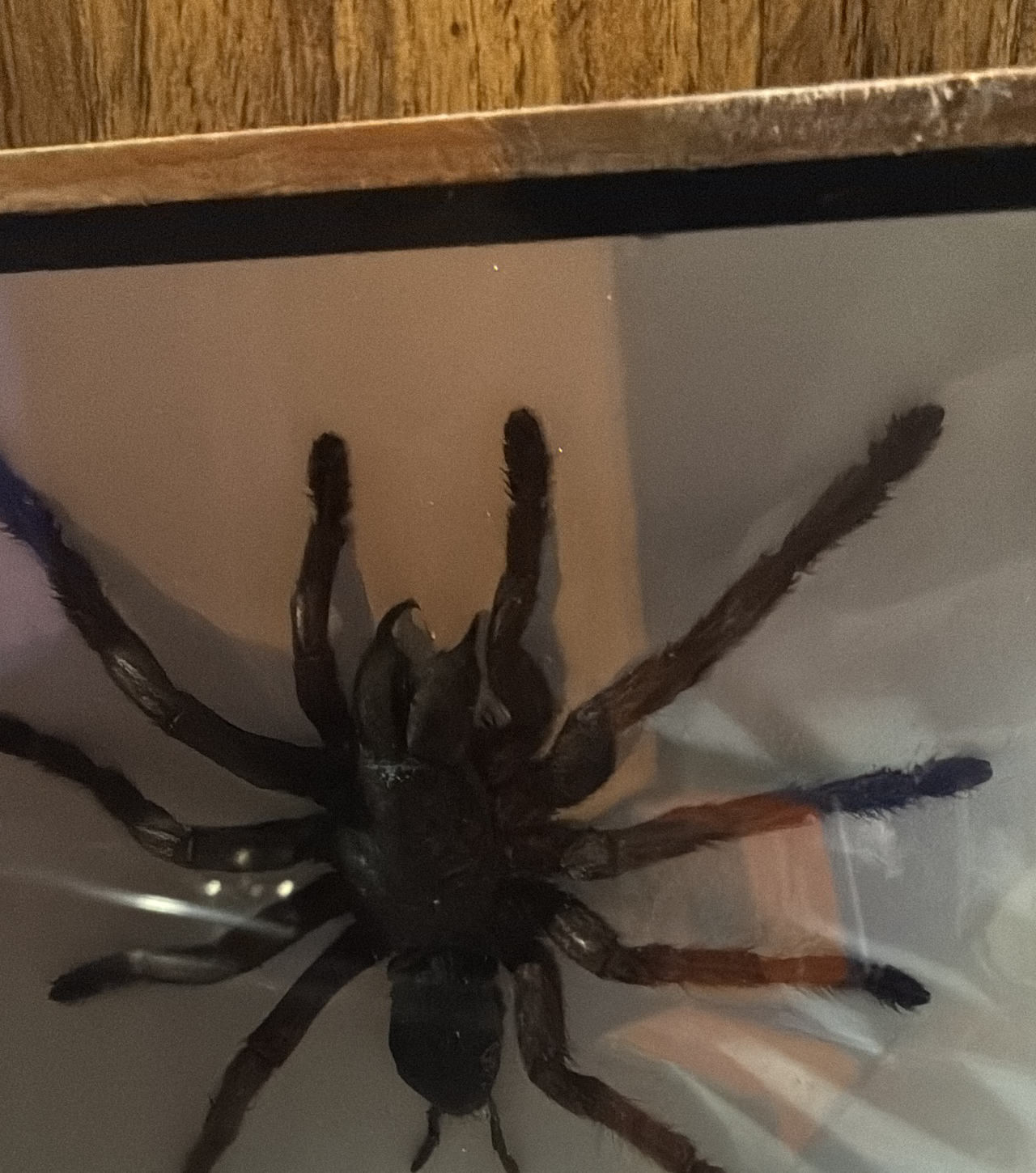 Framed Tarantula Taxidermy Specimen