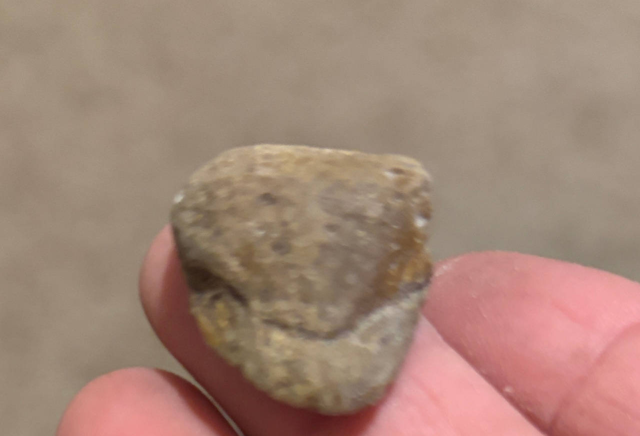 Fossilized Shark Tooth Fragment
