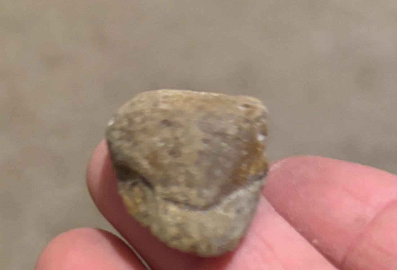 Fossilized Shark Tooth Fragment