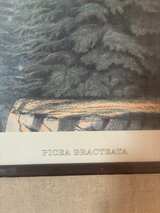 Antique Picea Bracteata Botanical Lithograph by W. Richardson - Image 4