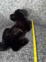 2 FEET LONG Steiff Pummy Panther Plush 24” to tail Doll Jungpanther - Image 6