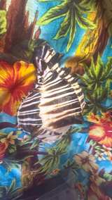 Black Murex Sea Shell - Image 8